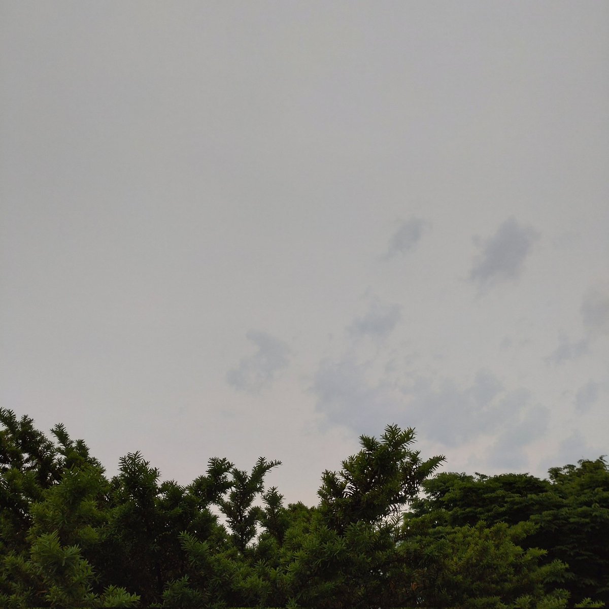 XmugLwwY8PlmunH's tweet photo. お早うございます🥱

令和4年5月20日(金) 午前6時 大阪は曇り☁、気温16.2℃

本日は公休ですが、朝散歩🐕🐾🐾🐾で早起き

今朝の一枚
『プレイ・ミー・オア・トレード・ミー(Play Me Or Trade Me)/パーレット』(1980)
P-Funk軍団のガールズ・グループ

皆様、良い一日を🙂👍🎶

#イマソラ
#Parlet https://t.co/9Jzl8neQM8