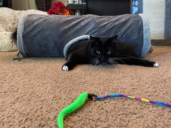 I have the strangest cat with a quirkiness that makes you giggle! https://t.co/AZ0SneKyxB