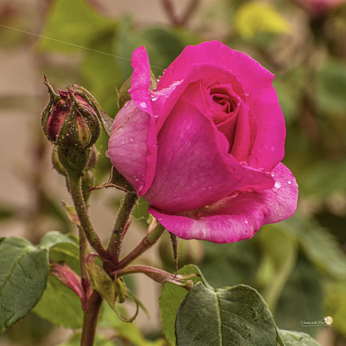 Today was a Sparrows & Roses kind of day 😍
#roses #sparrows #ElyRiverside