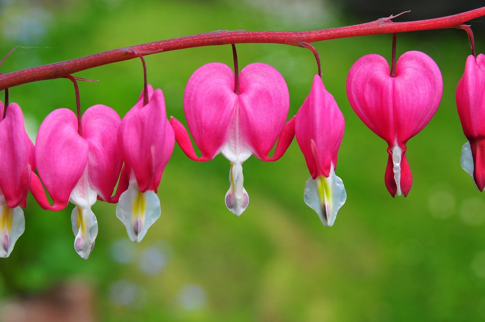 ʚ ɞ Michelle Lee ʚ ɞ 誕生花 5 誕生花 タイツリソウ 鯛釣草 ケシ科 花言葉 あなたについていきます 誕生色 ディープアクア 色言葉 センチメンタル 美しい容貌 素敵な1日となりますように Flowers Birthdayflower