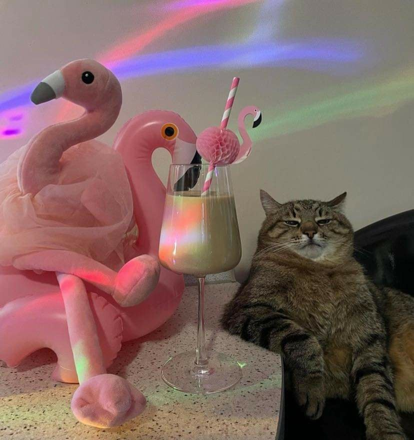 TranslatedCats's tweet photo. Staying at home with me is not lonely. https://t.co/YMMyDfp2ih