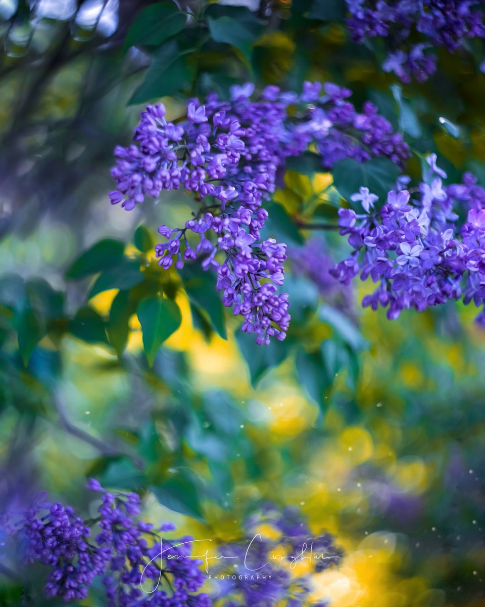Can you smell them?! 💜😌🍇

<a href="/MacroHour/">#MacroHour 🌿</a> <a href="/ThePhotoHour/">#ThePhotoHour</a> #NaturePhotography #flowerphotography