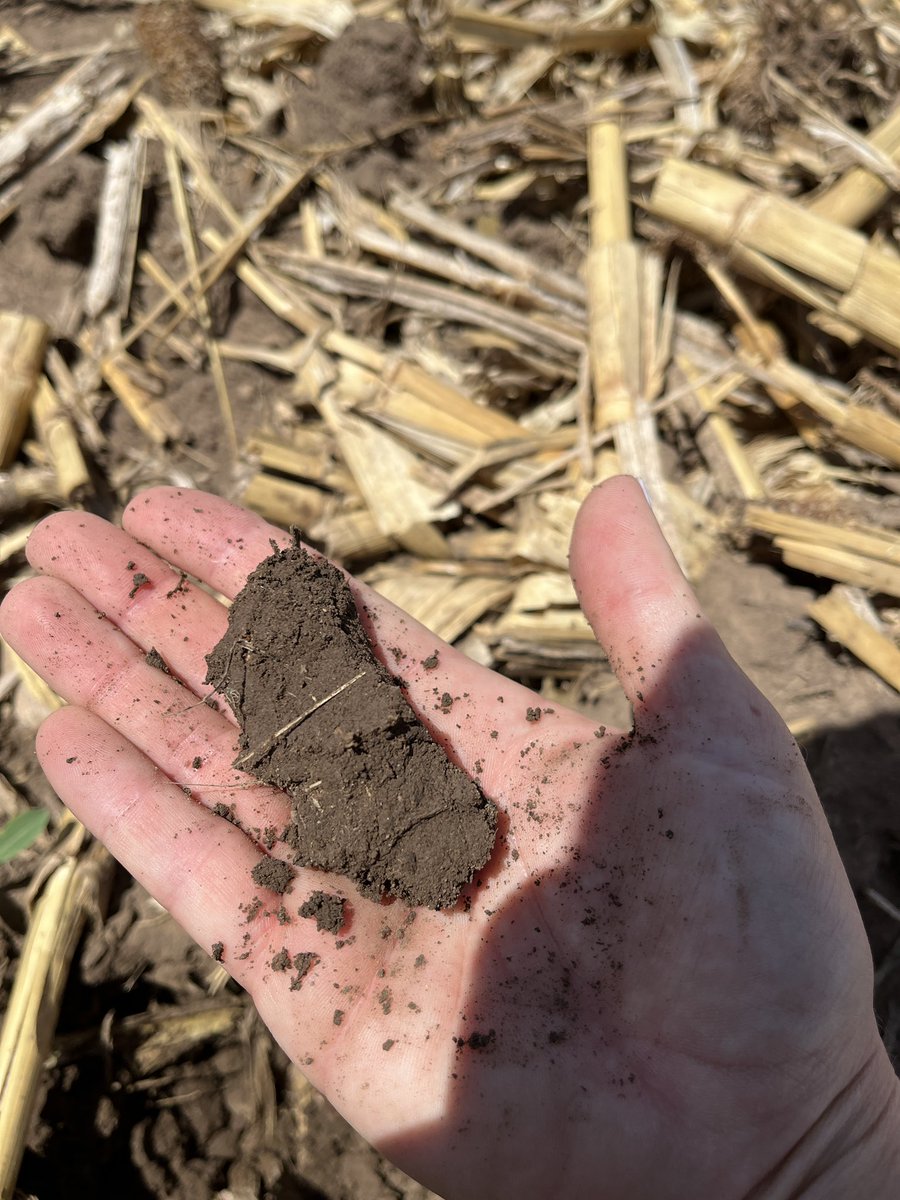 caseadilladilla's tweet photo. π½ in the TX panhandle off to a strong start πͺ, we love to see it. #IrrigatingSzn #TXCorn #Grow22 @pivotbio https://t.co/BsBOOvhpQM
