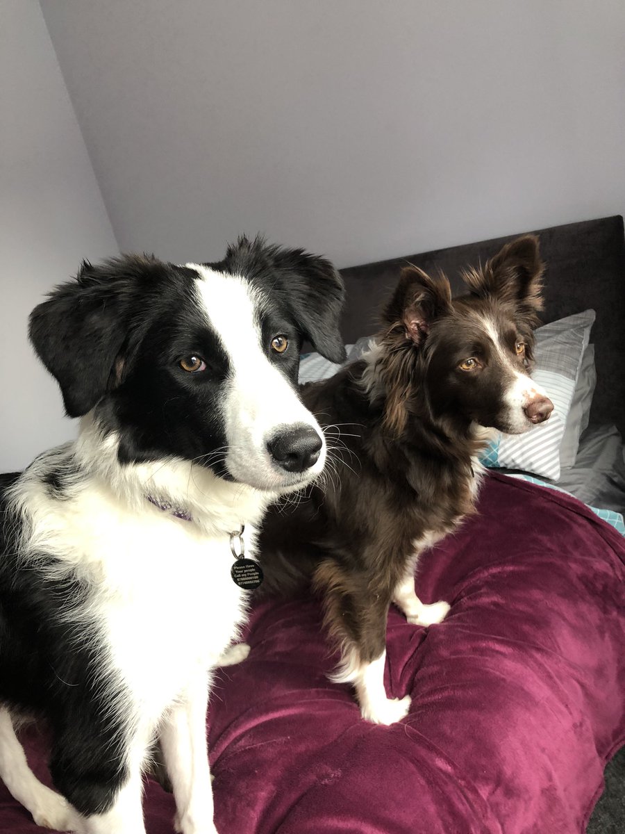 ChelleMacleanImlah (RAMusicAngel) tweet media