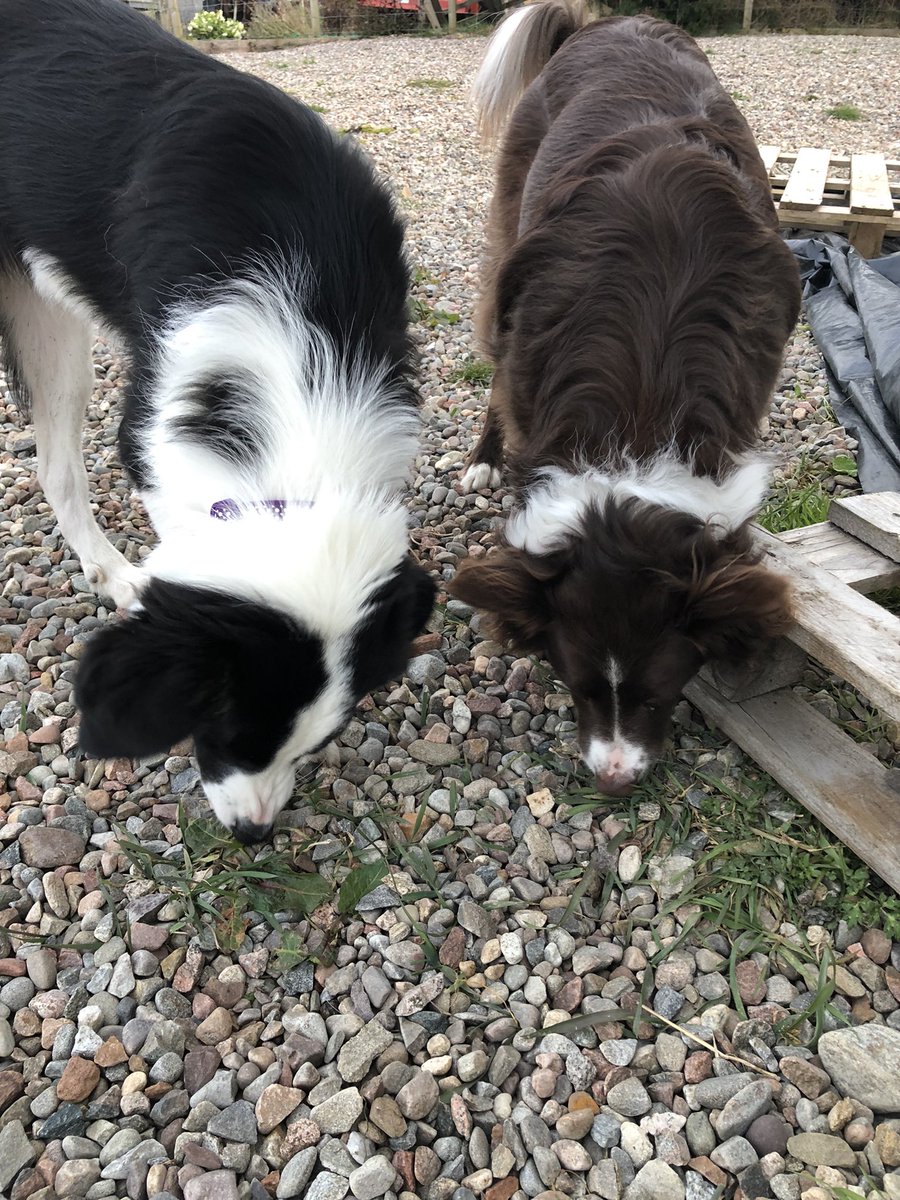 ChelleMacleanImlah (RAMusicAngel) tweet media