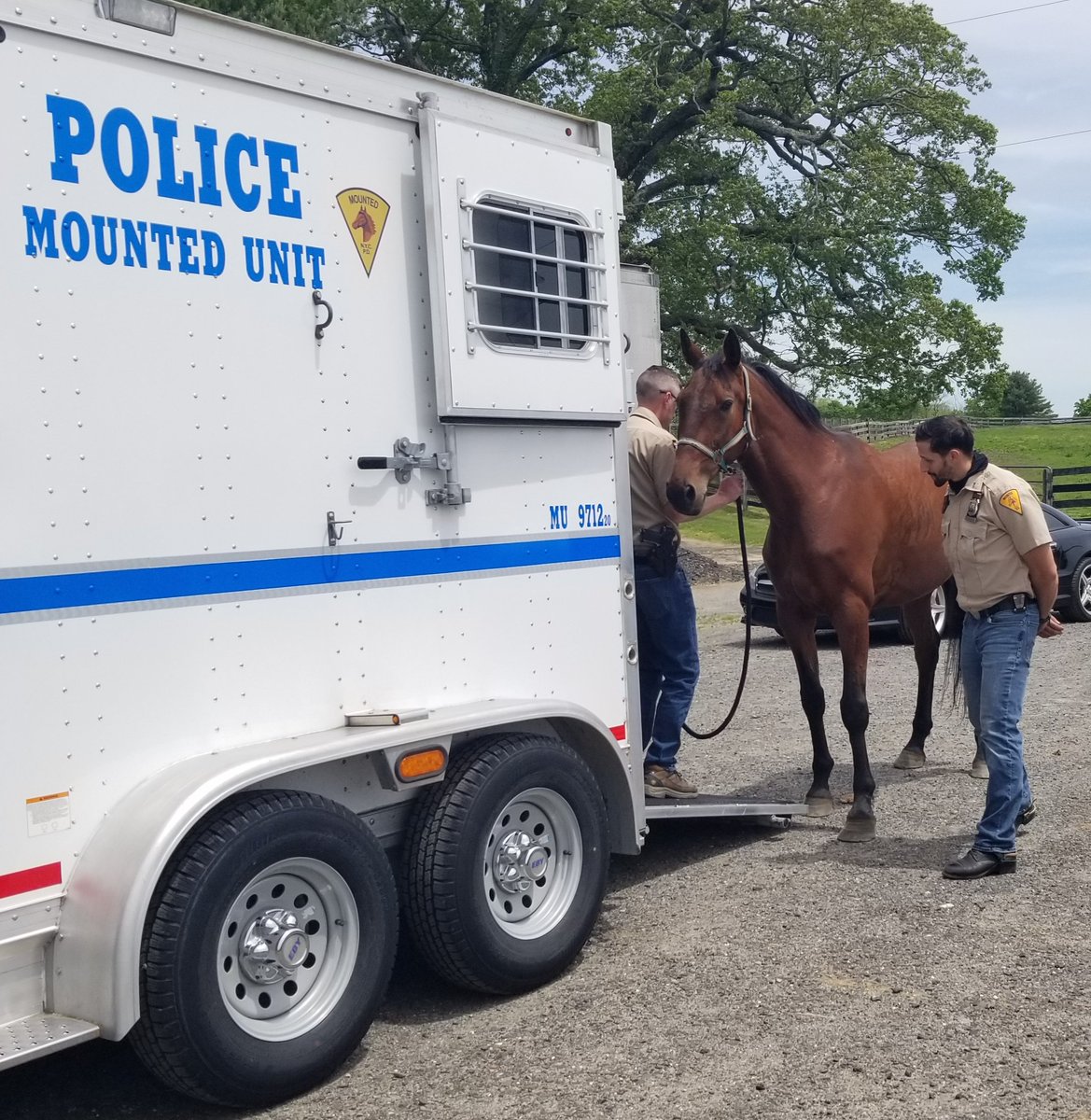 ANOTHER NYPD ADOPTION! WELL BRED, RESCUED FROM THE SLAUGHTERLINE BY OUR DONORS