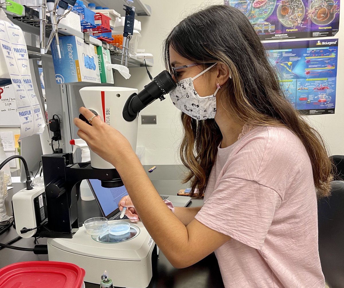 lsuscience's tweet photo. Senior spotlight ✨ Sanaa Alam ✨ She is an @LSU_Honors student and has recently received the following honors:
🏅 @LSUCxC #DistinguishedCommunicator
🌟 Fulbright English Teaching Assistant
💬  U.S. Department of State's Critical Language Scholarship
#GeauxScience #LSU22 https://t.co/3gKSyltbVg