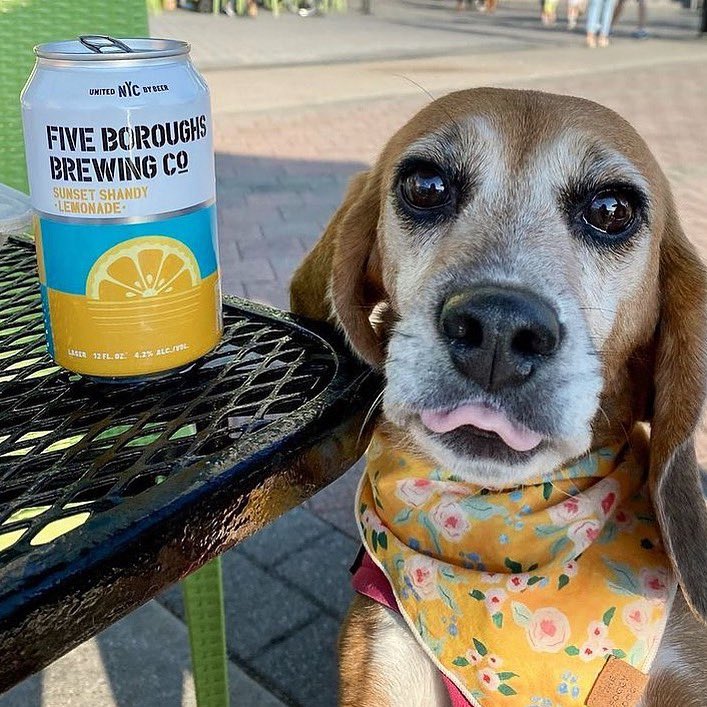 fiveboroughs's tweet photo. Shandy and pups. Name a better combo. 🍺🐶 https://t.co/ODnGocgVWC