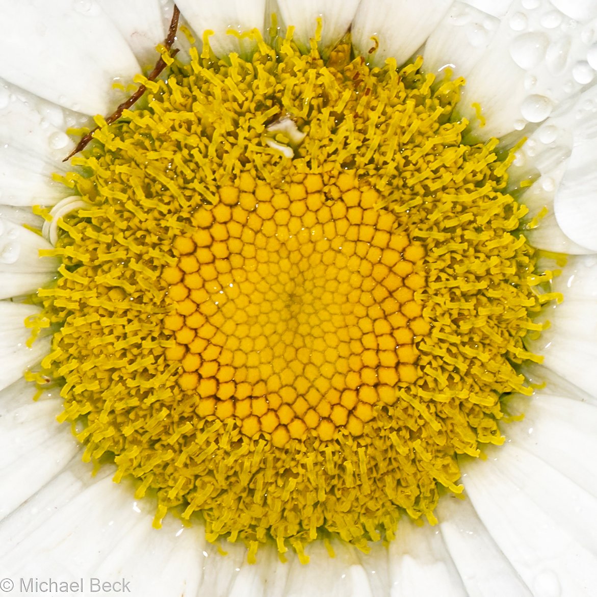 29_Beckster's tweet image. #MayPatternChallenge