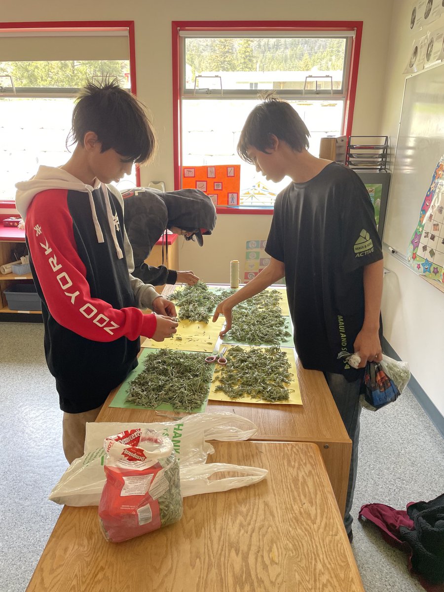 SteveSd27's tweet photo. A good haul of sage and learning about the importance of Smudging in Indigenous cultures throughout North America! It also tied in nicely with our work on sustainability! kukwstsétsemc (thank you) Mary Harry for sharing your knowledge! @sd27⁦@SD27_CC⁩ #sd27TMO4L https://t.co/Z5tYqvuHIe