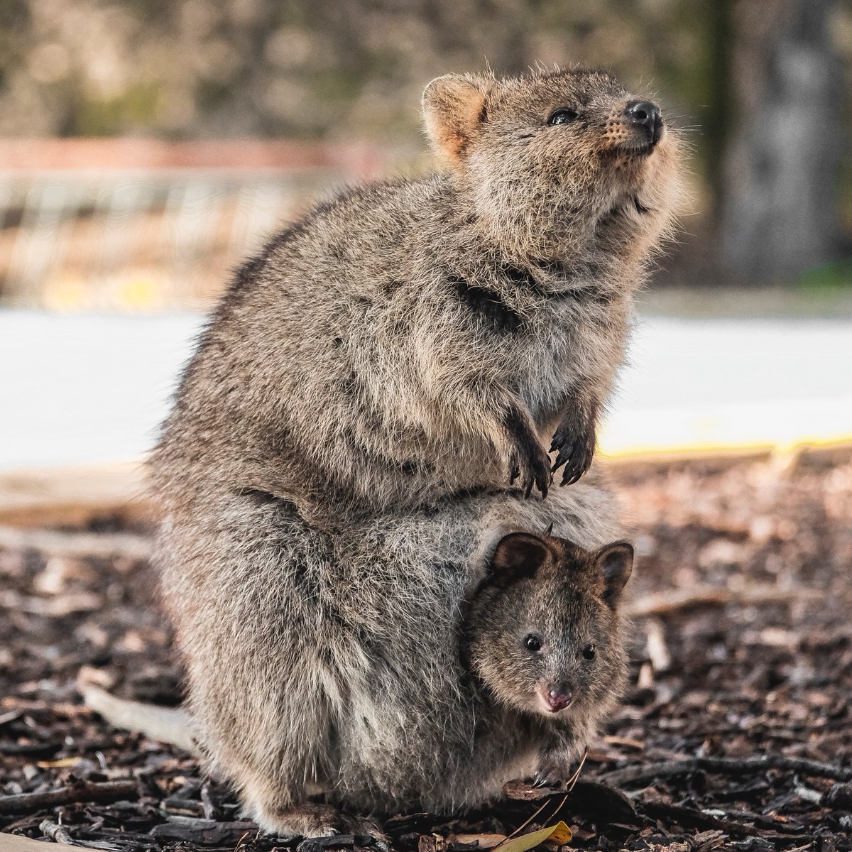 2AnimalsUnited's tweet photo. Accusations, malicious rumours and memes say that Quokkas toss their babies at predators to escape! Not true!  Well not exactly! They do sacrifice their babies to escape predators but they don't throw them.  They just relax their pouch so the baby falls out.  #animals #australia https://t.co/kC1ZeQbqqN