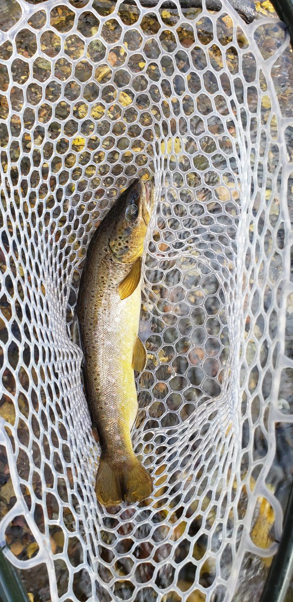 Gerlach-Lab (@gerlachlab) on Twitter photo CoVID-19 quarantine the Montana-way; a lot more trout to catch & release <a href="/montanastate/">Montana State University</a> <a href="/BiofilmFirst/">The Center for Biofilm Engineering</a> <a href="/montanastatecoe/">MSU Engineering</a> CoVID-19 quarantine the Montana-way; a lot more trout to catch & release <a href="/montanastate/">Montana State University</a> <a href="/BiofilmFirst/">The Center for Biofilm Engineering</a> <a href="/montanastatecoe/">MSU Engineering</a>