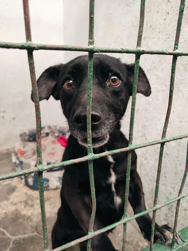 SosAbuelos1's tweet photo. Esta es la cara que se te queda después de 8 años de fidelidad y cariño a las personas en las que confías, tu familia.

refugiodesori@gmail.com
Esta en Albacete https://t.co/GYyBS6neON