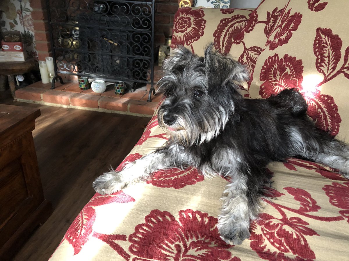 norm136's tweet image. Peppa after her walk.. #SchnauzerGang #schnauzer #minitureschnauzer