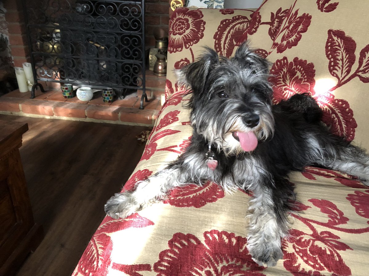 norm136's tweet image. Peppa after her walk.. #SchnauzerGang #schnauzer #minitureschnauzer