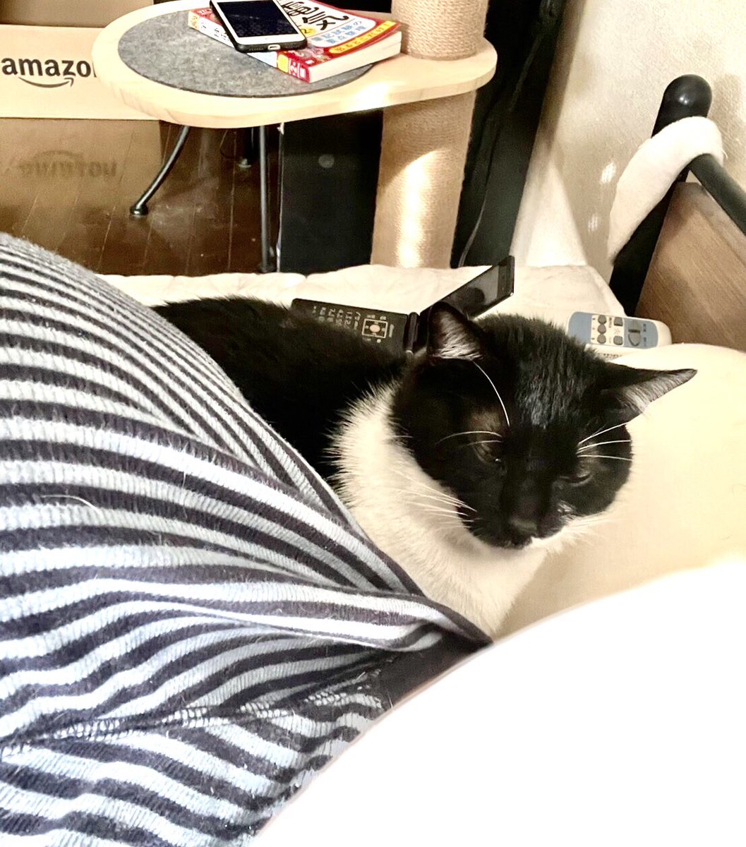 添い寝してくれています。笑

😊😸v

#おむすびkun
#添い寝
#一緒