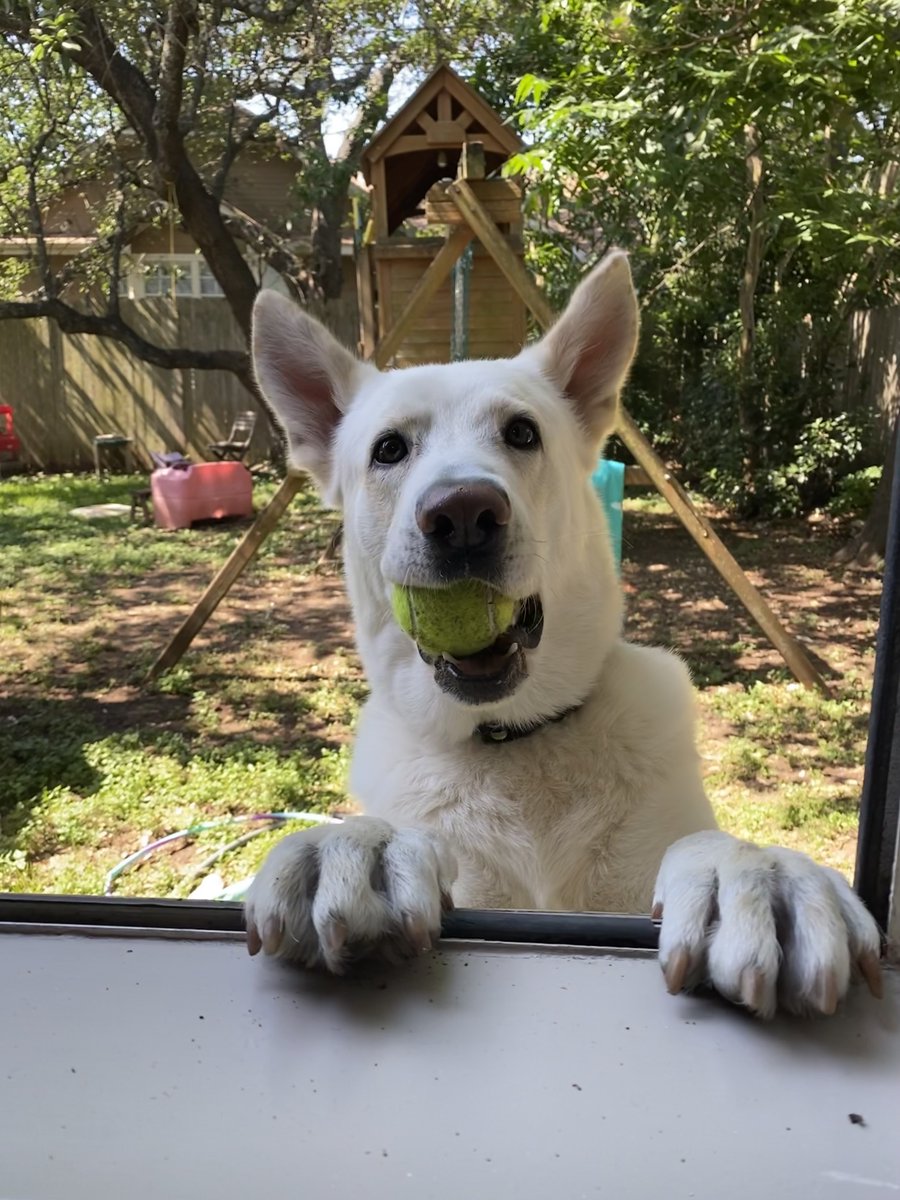Angela31's tweet photo. Laffy Taffy: “Q: What can you serve but not eat? A: a tennis ball!”

My dogs: “I beg to differ.” https://t.co/WwCcKPz5bp