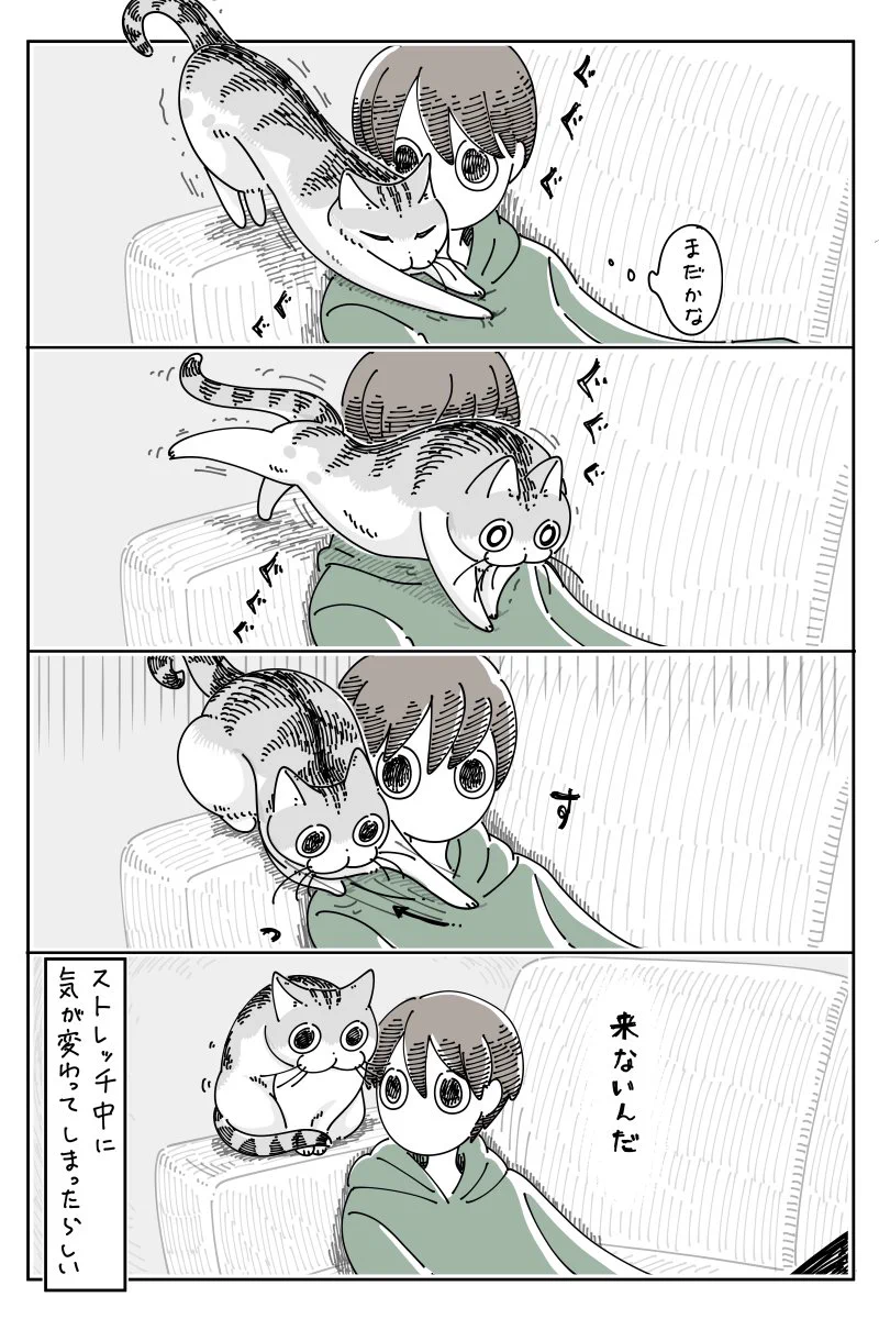 途中で気が変わっちゃうところも可愛い！移動の途中でストレッチをする猫のお話！