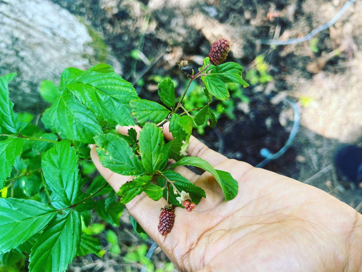 StarcastT's tweet photo. StarCast Tea Farm has Loganberries!!! 
Loganberries
Improves feminine health..Prevents Cancer, Promotes Brain Health, Excellent For Constipation, Healthy Heart, Bones &amp; Nervous System, Prevent Blood Clotting, Strengthens Immune System, Reduces Wrinkles, Antimicrobial, Tissue Dev https://t.co/WYlCu6YmrI