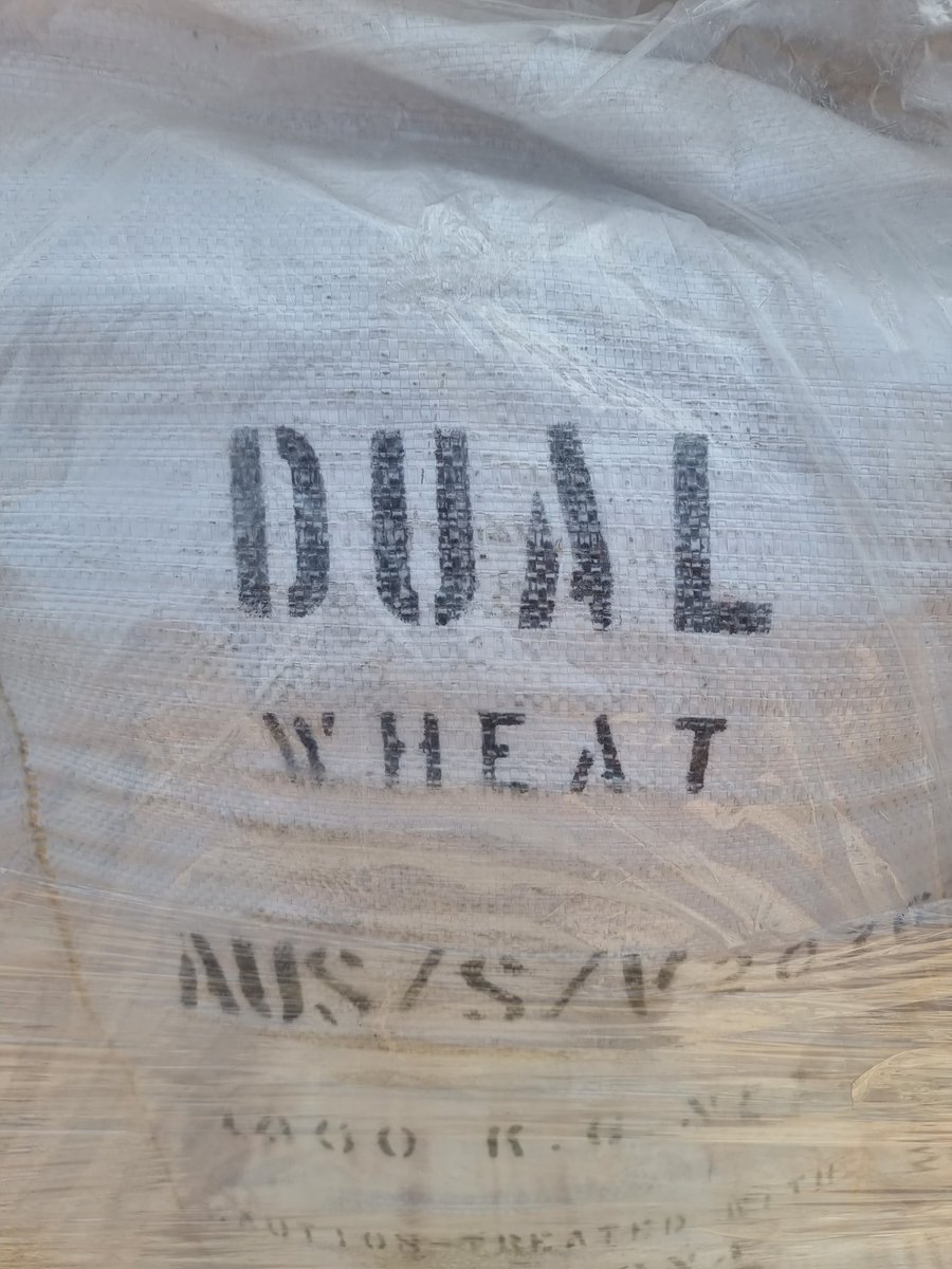 Callum_Wesley's tweet photo. Courtesy of @rebetzke_0 and the team at @CSIRO we now have the first commercial long coleoptile spring wheat since halberd! Well done @BreedersPlant one of the biggest advancements in Aus wheat genetics in the last few decades! This will be a revolution in many areas of Aus. https://t.co/ddceeRbNCL