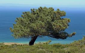 FlowervineMom's tweet photo. I'm studying up on the Torrey Pine tree, I've been asked to speak about it to the Docents at the SF Botanical Garden on Saturday. It should be a fun day.
.
.
.
#torreypine #tree #sfbotanicalgarden #sanfranciscobotanicalgarden #Docent #Teacher #Mentor #lecture @SFBGS https://t.co/P9cqQTBv8Y