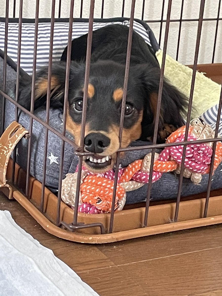 研ナオコ犬