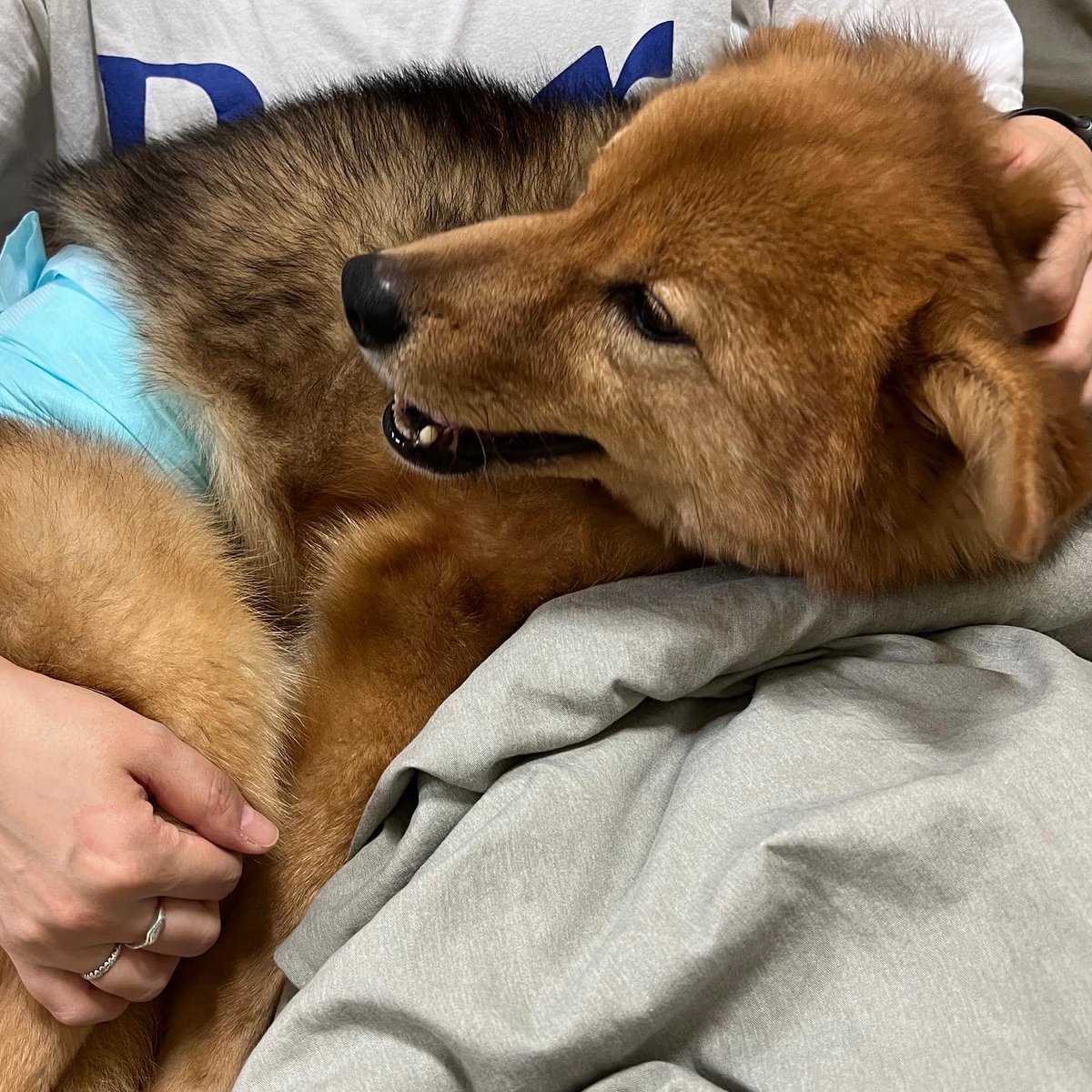 mendeream's tweet photo. 마음은 3키로! 어리광쟁이 다람이입니다🧸🎀🐿
#사지말고입양하세요 
#다람이가족찾아요 https://t.co/pJyekopip1