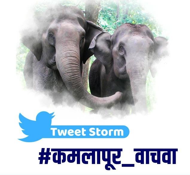 आज कामलापूर मधील हत्तीचा शेवटचं दिवस हत्ती नेण्यासाठी गुजरात ची टीम पोहचुन आहे #गडचिरोली चे अस्तीत्व व महाराषट्राची अस्मिता वाचवायची आहे  
त्यामुळे #कमलापूर_वाचवा वर शेवटचं ठरू नये व म्हणुन तुमची साथ दया व आज किमान trending नेऊन दाखवा ही विनंती 🙏