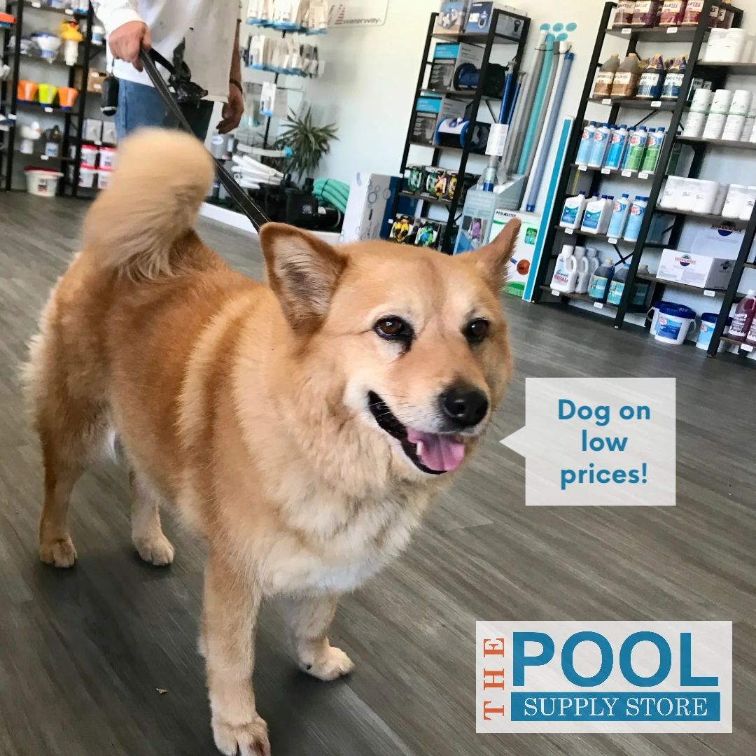 MurrellsPool's tweet photo. Hi fwends! Pwease come to get your pool supplies, us dogs like our pool clean. Have a pawsome weekend! Woof woof 🐾

📍 2441 East Valley Parkway
Escondido, CA 92027
📞 (760) 686-8224

#poolstore #poolservice #muriaticacid #chlorine #watertesting #poolchemistry #poolchemichals https://t.co/BVfTjc0M4V