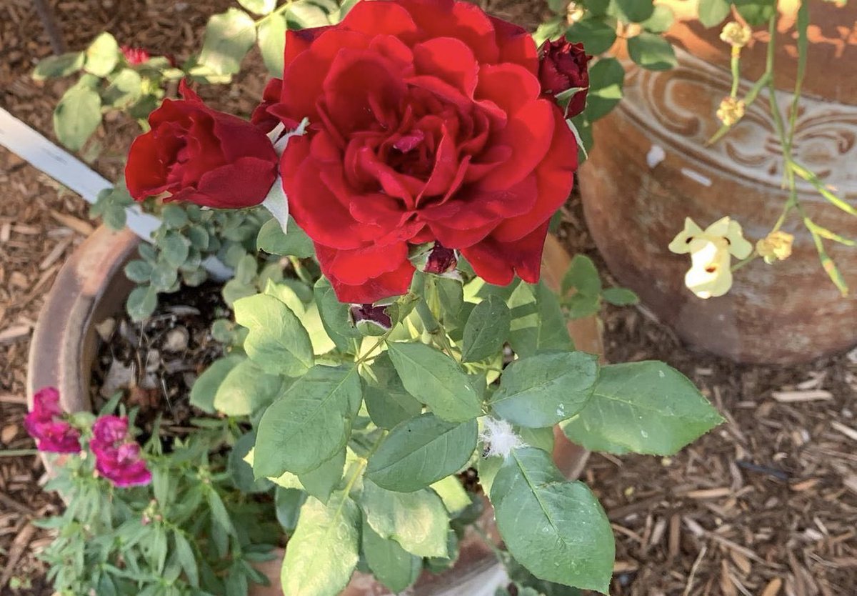 Godesigns_GO's tweet photo. Well maintenances flowers make a beautiful garden!

#GodesignsMakingCustomComfortable #ElPaso #NewMexico #Design #architecture #landscape #custombuild #landscapedesign #Texas https://t.co/UYQuoXaFFv