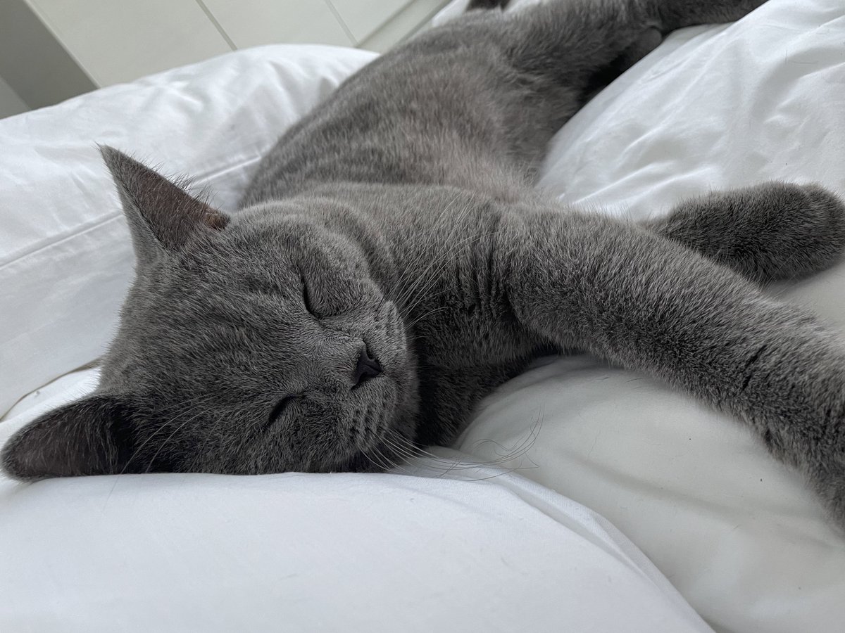 tattyhassan's tweet photo. I bangun tidur tengok ada habuk ni kat sebelah share satu bantal dengan i 😂 https://t.co/l0BkxNYgMY