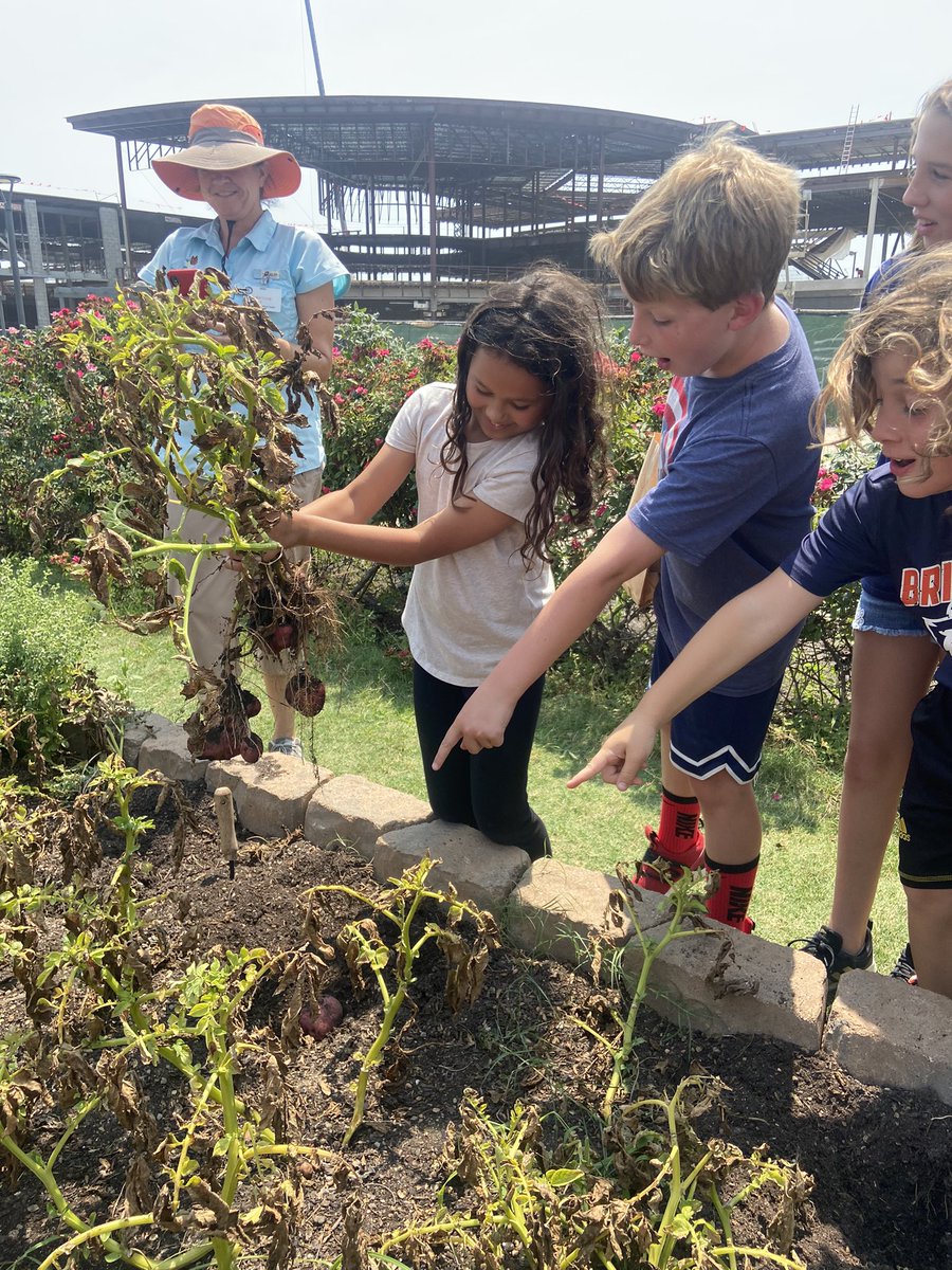 k_singleton123's tweet photo. Our last garden day of the school year was so fun! Our students enjoyed taking home one of their very own carrots! 🥕 @readygrowgarden @CFISDWells3rd @CFISDWells #ExploreWells https://t.co/YUtgZcrHZW