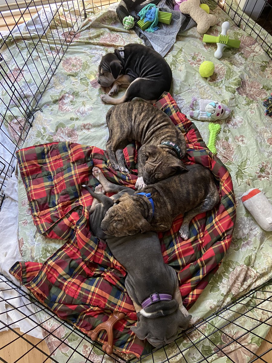 FemDemCaro tweet media