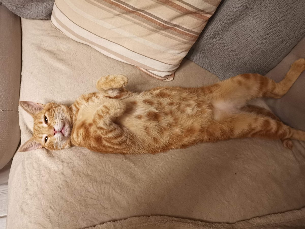 Hynama1's tweet photo. @RangerSam Celle de mes parents. C'est pas la lumière de la bande mais elle est tellement craquante 🥺 https://t.co/61U69jjFpf