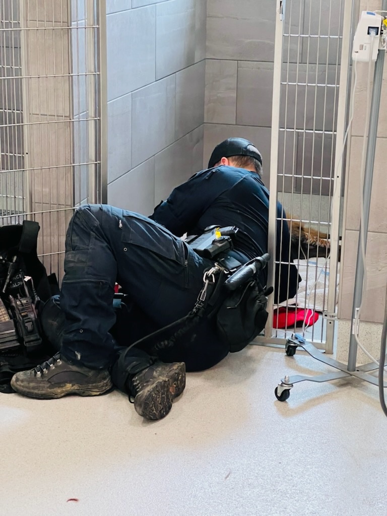 reginapolice's tweet photo. Our K9s give a lot in service to the humans of our community. In making an arrest of a man accused of sexually assaulting a 24 year-old woman, PSD Ralph was seriously injured, but he will recover. #goodboi
https://t.co/QCOqIo1bvI https://t.co/k9mrZ5vMyJ