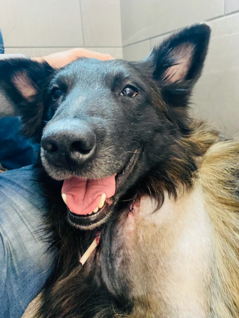 reginapolice's tweet photo. Our K9s give a lot in service to the humans of our community. In making an arrest of a man accused of sexually assaulting a 24 year-old woman, PSD Ralph was seriously injured, but he will recover. #goodboi
https://t.co/QCOqIo1bvI https://t.co/k9mrZ5vMyJ