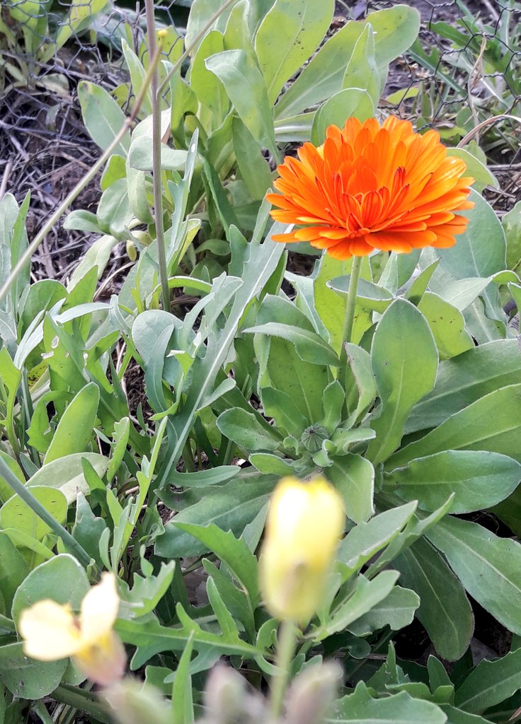 Val_Fabian's tweet photo. En la #HuertaSpurr florecen las #Calendulas.
Esta aromatica tan bella, tiene accion repelente y es trampa contra insectos, gran protectora de nuestra siembra.
#HuertasDeLaCiudad🥕🍋🥦 del @MunicipioBahia.
@Centenojulietam @ctommasi #Produccion #Bahia #INTA https://t.co/EIxJPQVXzS