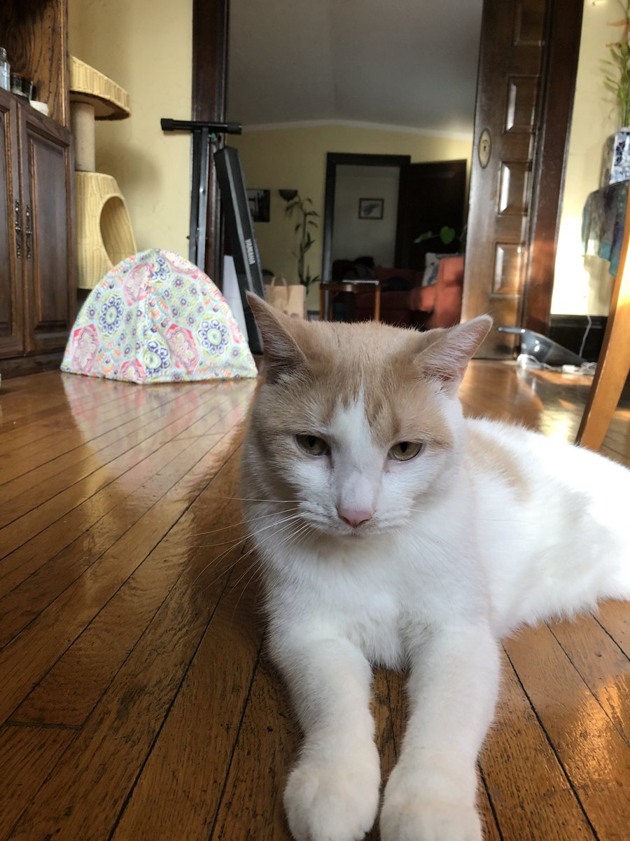 AnitaJuanMore's tweet photo. @CosmicCats_ @CosmicMax_ i love all my cats! #web2 vs #web3 LFG!!!  #CosmicCatsIRL #GetCosmics #NeedThisWin https://t.co/X9W608L3kz