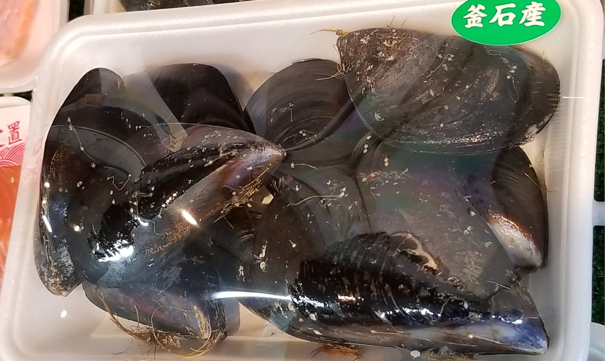 しゅうり貝 Twitter Search Twitter