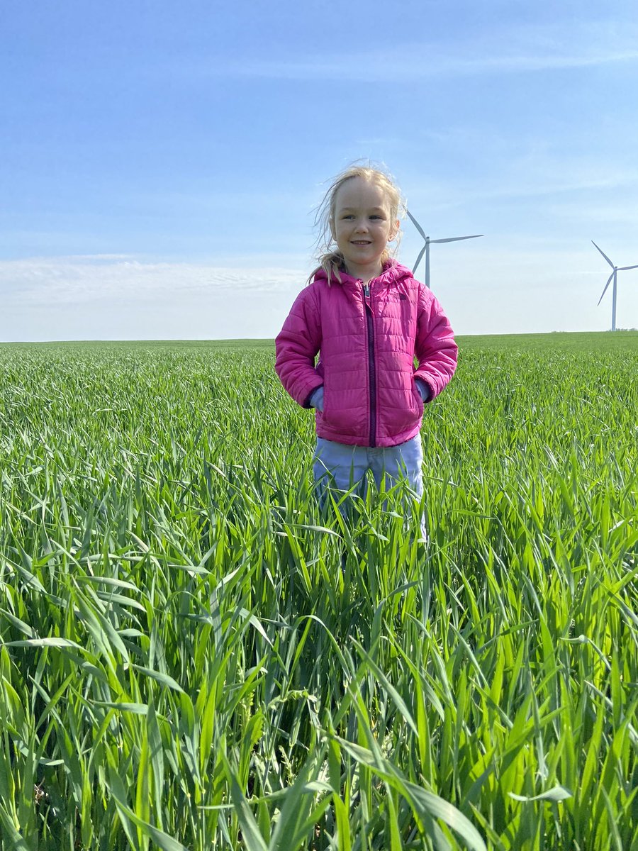Checking out Grandpa’s WHEAT. 😍🌾
•
•
•
#BluewaterAgromart #OnAg #Spring2022 #FieldScout