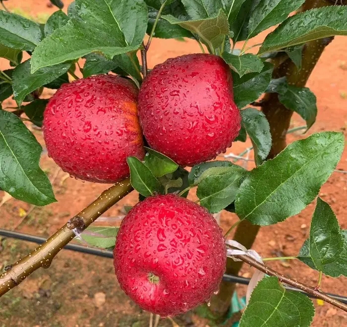 VisitQingdao's tweet image. #Qingdao #Apple
Fuji apples with large fruit and thin skin have delicate flesh, which is sweet and refreshing to eat; the golden autumn red peach with full fruit shape is round and lovely.