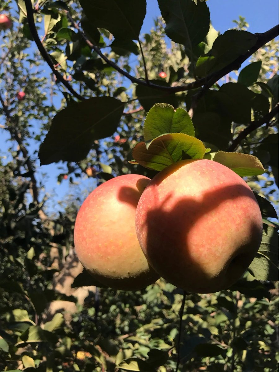 VisitQingdao's tweet image. #Qingdao #Apple
Fuji apples with large fruit and thin skin have delicate flesh, which is sweet and refreshing to eat; the golden autumn red peach with full fruit shape is round and lovely.