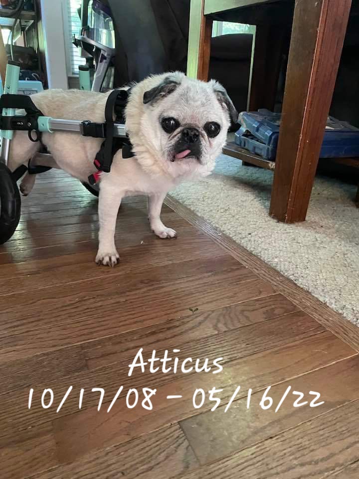 Pug Party Plus One tweet media