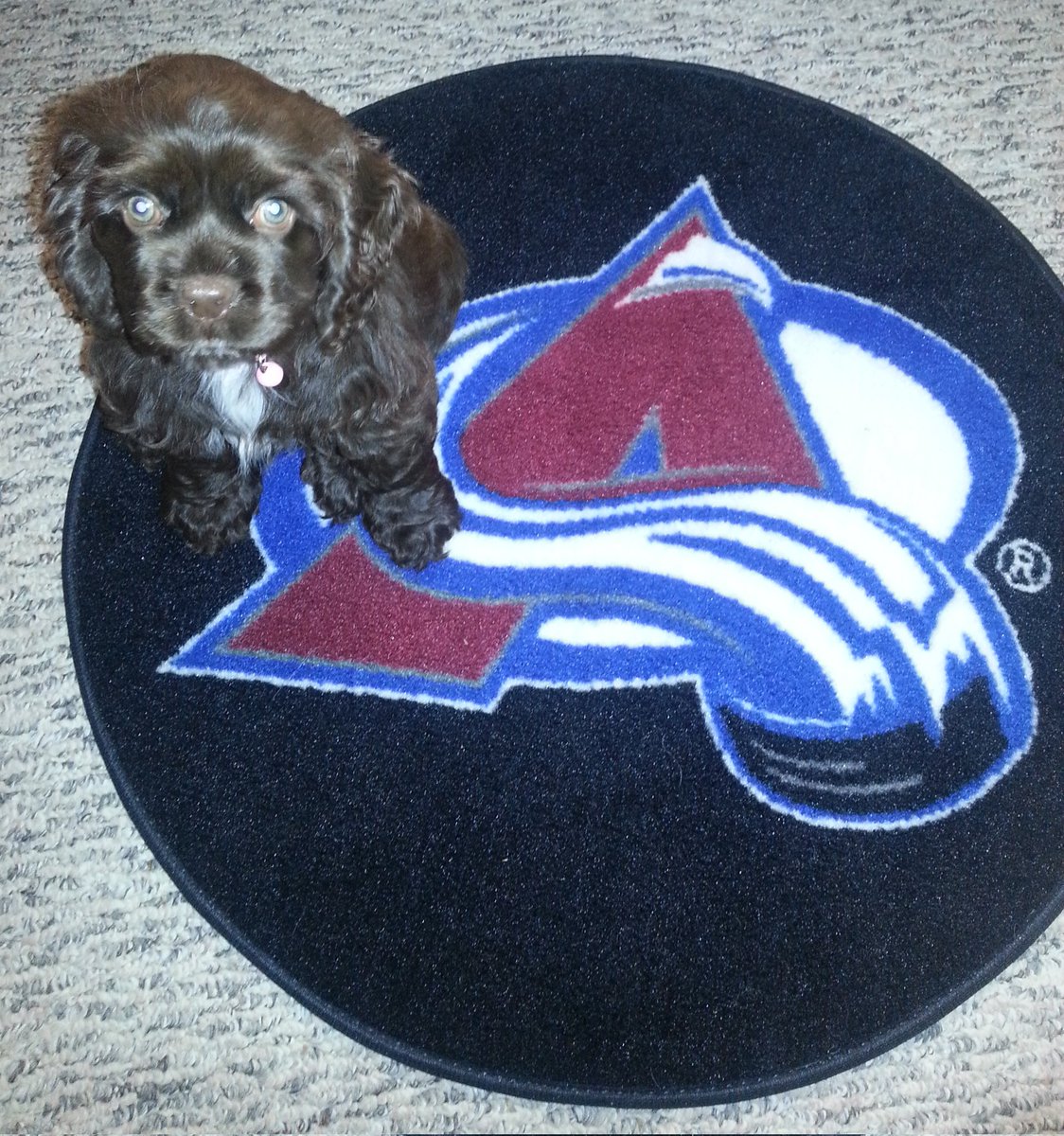 milehinic's tweet photo. #GoAvsGo https://t.co/iuOqQoW9Fm