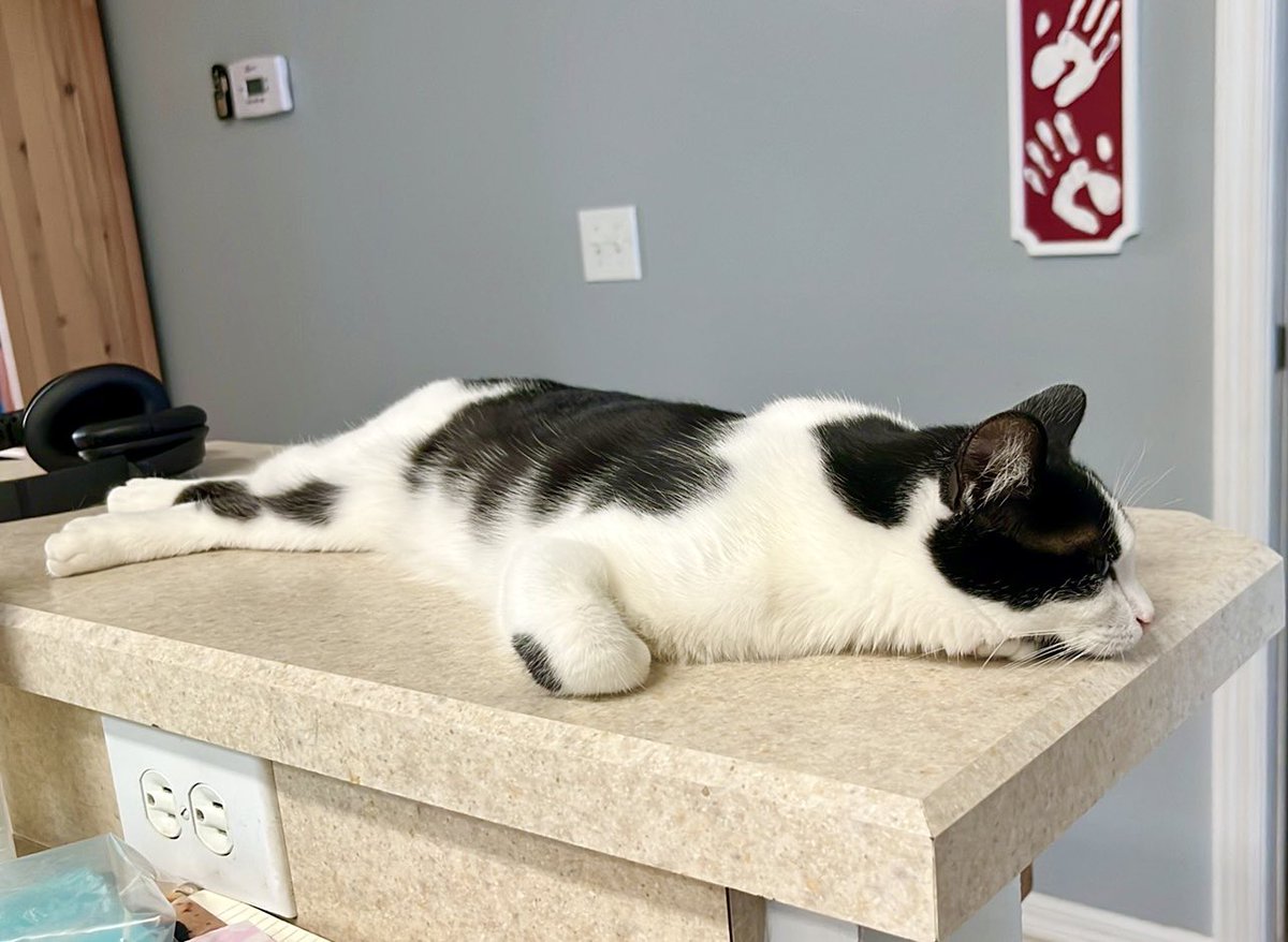 mrsherchen's tweet photo. Current mood and level of motivation
#thefloof https://t.co/L43mW6xAfb