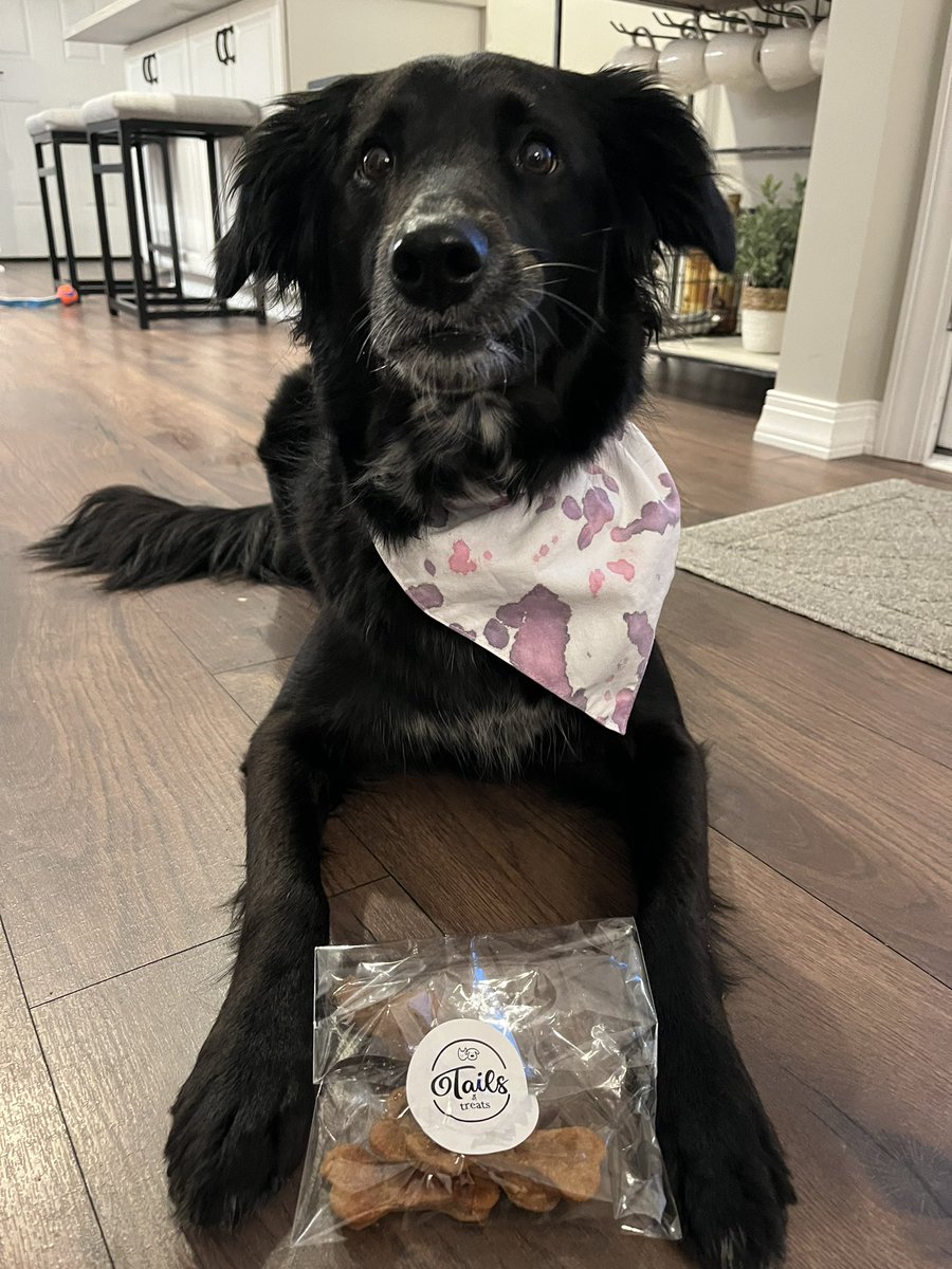 FurfaroMath's tweet photo. Charlie loves her bandana and treats too! 🐾💜 https://t.co/k7rNlYXUQ8