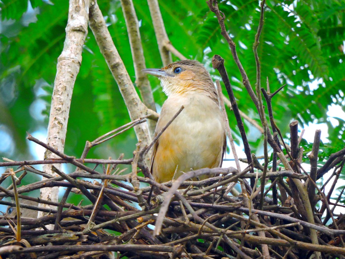 shtidjaus's tweet photo. Rufous-fronted Thornbird 
(Phacellodomus rufifrons)
Casanare, Colombia https://t.co/NURkKVc0Iv