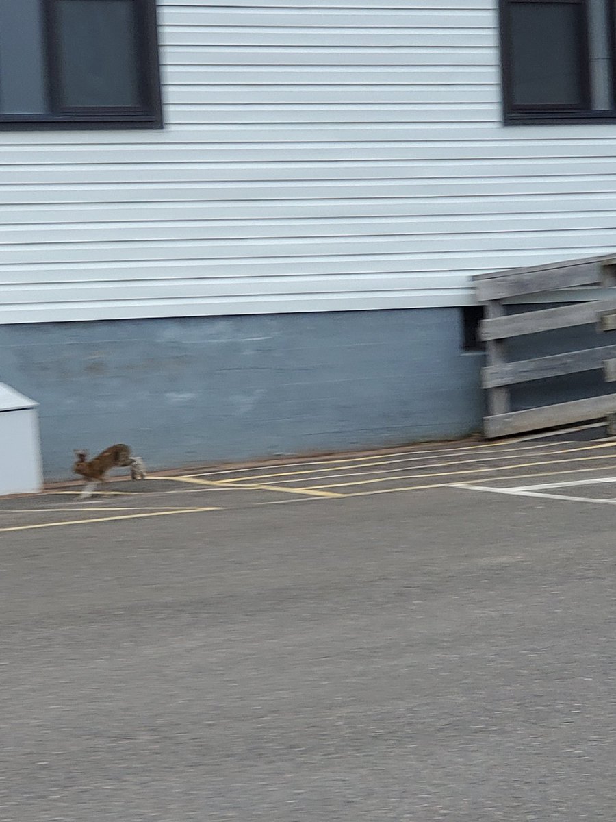 MsBrooksNL tweet media