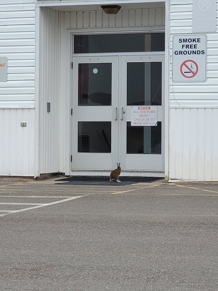 MsBrooksNL tweet media