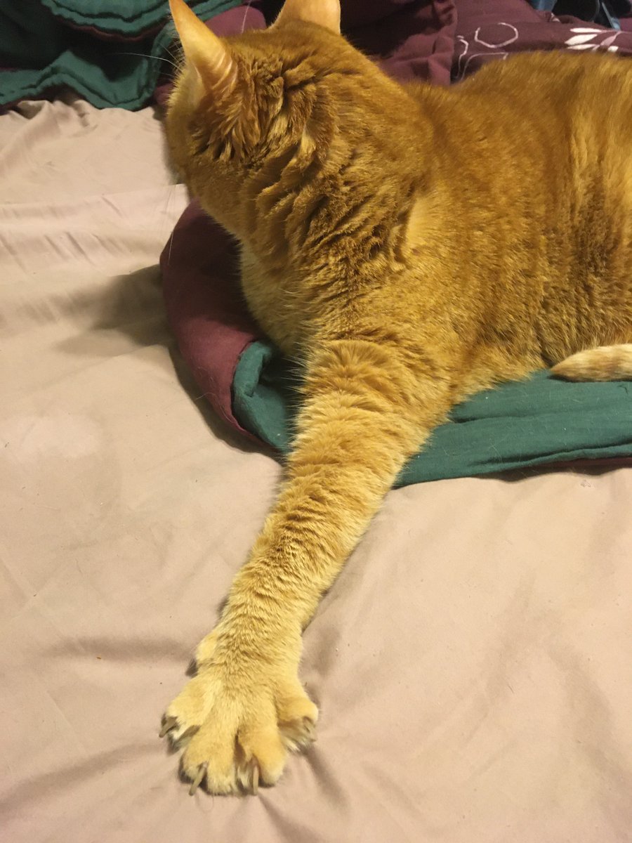 Coy_Stream's tweet photo. Butternut says, "I don't care what you're doing at all, but you better stop it right now." #CatsOnTwitter #CatsofTwittter #cats https://t.co/xJsaPHOqaV